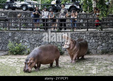 Chonburi, Thailand. September 2024. Die Menschen betrachten die Flusspferde beim Besuch des Khao Kheow Open Zoo. Quelle: SOPA Images Limited/Alamy Live News Stockfoto