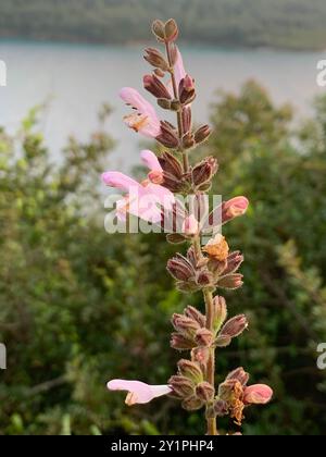 Griechischer Salbei (Salvia fruticosa) Plantae Stockfoto