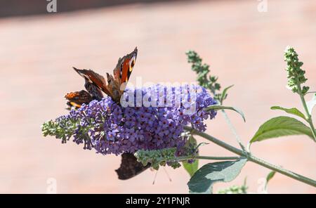 Amsterdam Niederlande 7. September 2024 Aglais io, europäischer Pfauenfalter auf Buddleja davidii, Schmetterlingsstrauch. Vlinder, dagpauwoog, Vlinderstruik, Herbst, Tierwelt, Urban, Blume, Blumen, Mauve, Insekten, Nektar, Bestäuber, Stockfoto