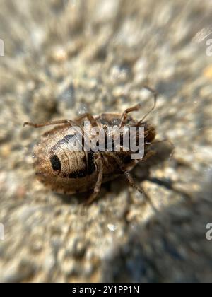 Sandläufer Shieldbug (Sciocoris cursitans) Insecta Stockfoto