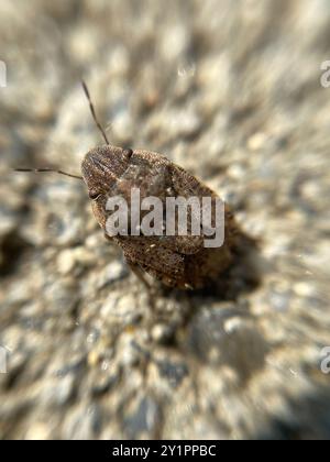 Sandläufer Shieldbug (Sciocoris cursitans) Insecta Stockfoto