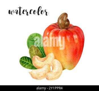 Handgemalte Botanische Illustration Aus Cashewnuss In Aquarellfarben Stockfoto