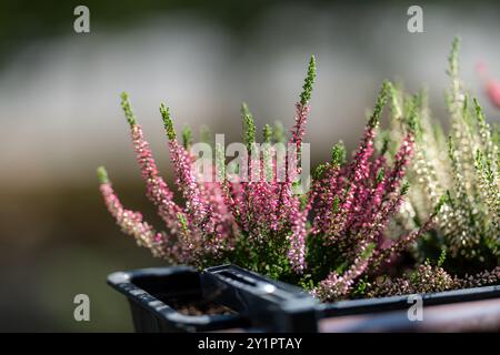 Herbst auf dem Balkon. Wunderschönes Heidekraut auf einem verschwommenen Hintergrund Stockfoto