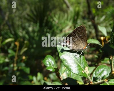 White M Hairstreak (Parrhasius M-Album) Insecta Stockfoto