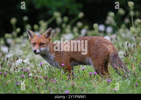 Feuchter Rotfuchs (Vulpes vulpes) auf einer blumenreichen Wiese kurz nach einem starken Regensturm Stockfoto