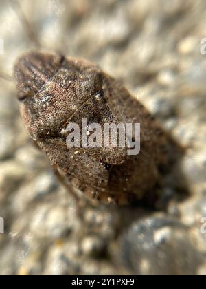 Sandläufer Shieldbug (Sciocoris cursitans) Insecta Stockfoto