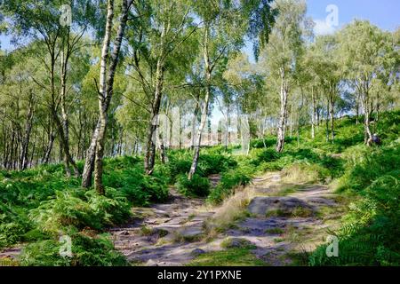 Peak District National Park Großbritannien. Malerische Aussicht auf einen Waldweg umgeben von hohen Bäumen und üppigen grünen Farnen. Stockfoto
