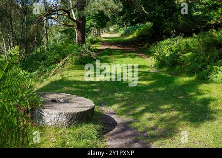 Üppig grüner Waldweg im Schatten der Bäume an einem hellen sonnigen Tag. Peak District National Park Großbritannien. Stockfoto