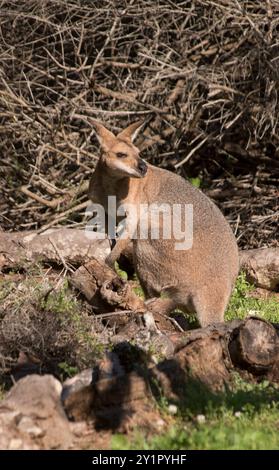 Reife, wilde, australische, männliche Rothalswallaby, Macropus rufogriseus, Sie stehen an Felsen am Rande des Queensland Gartens und beobachten ferne Aktivitäten. Stockfoto