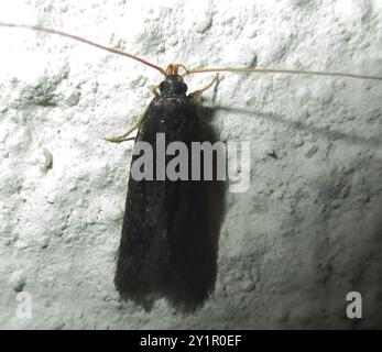 Langhörner (Lecithoceridae) Insecta Stockfoto