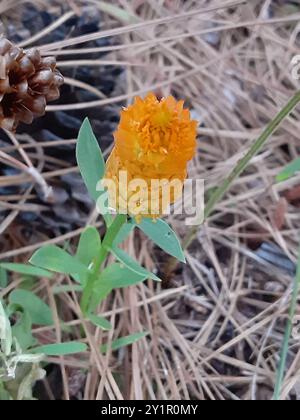 Orangenmilchkraut (Polygala lutea) Plantae Stockfoto
