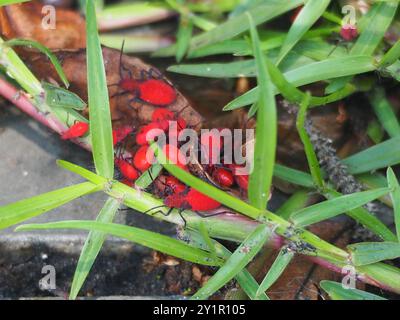 (Leptocoris vicinus) Insecta Stockfoto