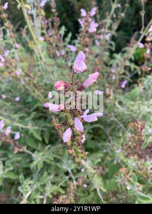 Griechischer Salbei (Salvia fruticosa) Plantae Stockfoto