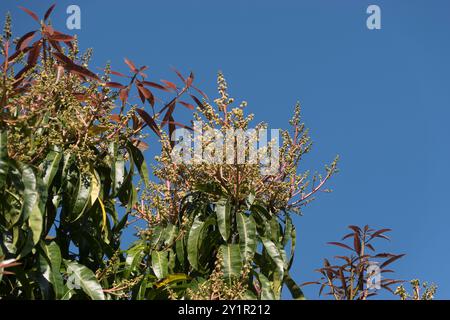 Neue Blüten wachsen auf der Spitze des Mangobaumes, der Mangifera Indica, im Frühjahr im Queensland Garden, Australien. Hunderte von winzigen Knospen über grünen Blättern. Stockfoto