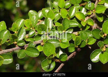 Hjelmqvist's Cotoneaster (Cotoneaster hjelmqvistii) Plantae Stockfoto