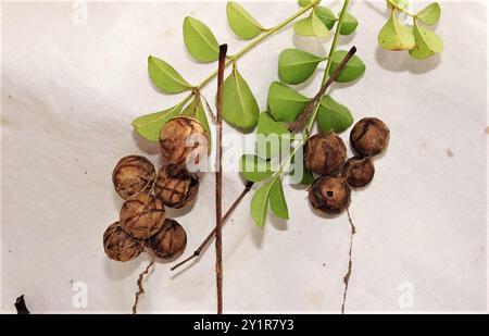 Gewöhnliche Vogelspinne (Celaenia excavata) Arachnida Stockfoto