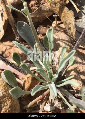 Blasenschoten (Physaria) Plantae Stockfoto