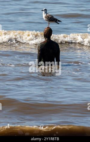 Einer der Anthony Gormley Iron Männer an einem anderen Ort in den Wellen am Crosby Beach mit einer Möwe auf dem Kopf. Stockfoto