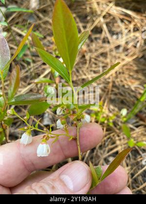 Zwerghuckleberry (Gaylussacia dumosa) Plantae Stockfoto