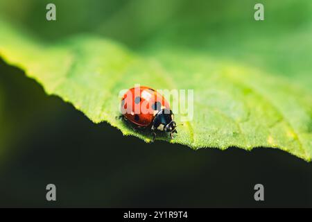 Ein kleiner roter Marienkäfer, der in der Sommersonne auf Einem Blatt sitzt. Stockfoto