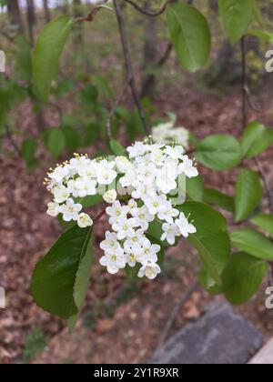 Blackhaw (Viburnum prunifolium) Plantae Stockfoto