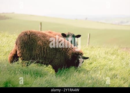 Zwei Schafe weiden friedlich auf lebendigem grünem Gras in einer ruhigen Landschaft. Das sanfte Sonnenlicht wirft ein warmes Licht über die üppige Landschaft. Stockfoto