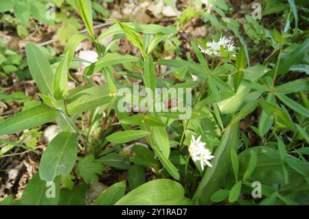 Sweet Spurge (Euphorbia dulcis) Plantae Stockfoto