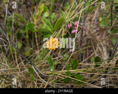 Orangenmilchkraut (Polygala lutea) Plantae Stockfoto