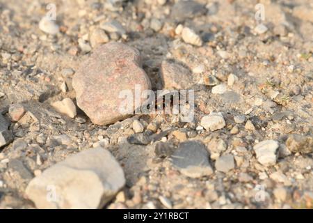 (Staphylinus caesareus) Insecta Stockfoto