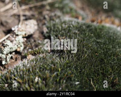 V-signierte Springspinne (Aelurillus V-insignitus) Arachnida Stockfoto