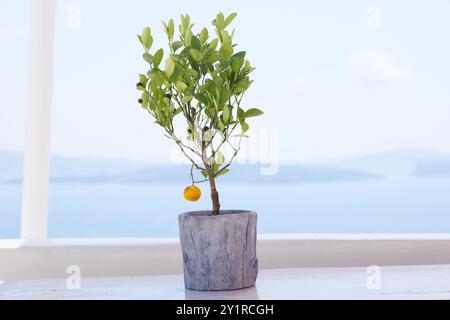 Citrus Orange Plant und Caldera Ocean View von Oia in Santorin Griechenland Stockfoto