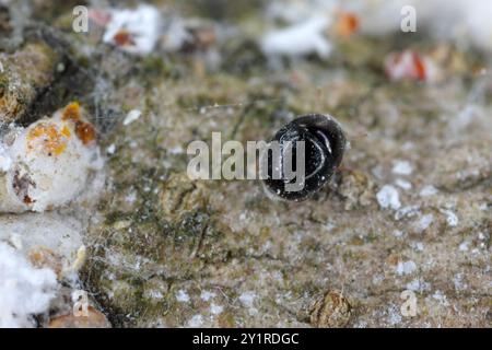 Mikroskopisch grosser Raubkäfer Cybocephalus politus in der Kolonie von Pseudaulacaspis pentagona, weiße Pfirsichskala auf der Rinde von Obstbaumbüumen im Obstgarten Stockfoto