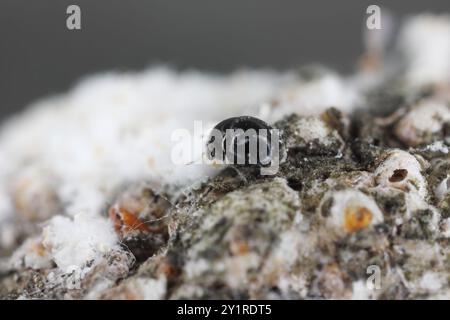 Mikroskopisch grosser Raubkäfer Cybocephalus politus in der Kolonie von Pseudaulacaspis pentagona, weiße Pfirsichskala auf der Rinde von Obstbaumbüumen im Obstgarten Stockfoto