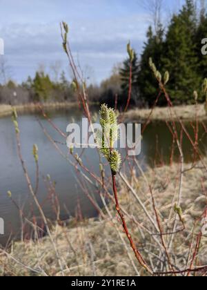 Innen Sandbalkenweide (Salix Interior) Plantae Stockfoto