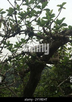 Gemeinsame Gelbstiftfeige (Ficus fistulosa) Plantae Stockfoto