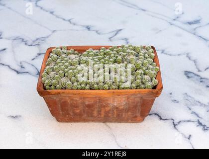 Mammillaria gracilis fragilis, auch bekannt als Kauschenkaktus in einem Tontopf auf Marmoroberfläche Stockfoto