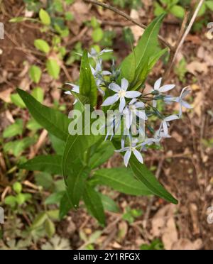 eastern bluestar (Amsonia tabernaemontana) Plantae Stockfoto