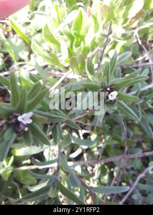 Maisgromwell (Buglossoides arvensis) Plantae Stockfoto