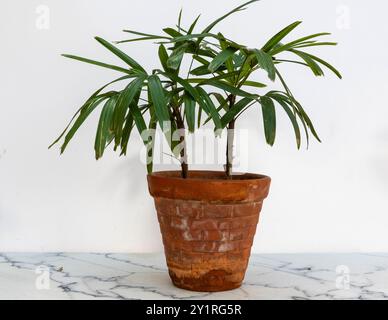 Rhapis excelsa (Dame Palme) in einem Terrakotta-Topf auf Marmorboden Stockfoto