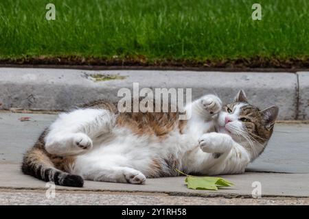 London, Großbritannien. Juli 2024. Larry, die bekannte häusliche Tabbykatze, die als Chief Mouser des Kabinettsbüros dient, ist in der Downing Street liegend abgebildet. Quelle: Mark Kerrison/Alamy Live News Stockfoto