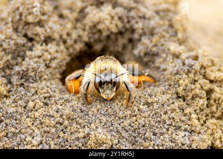 Close up Pantaloon Biene, Dasypoda hirtipes, kriechen aus einem gegrabenen Tunnel in einer Sandgrube im Balloërveld Naturschutzgebiet in der niederländischen Provinz Drenthe o Stockfoto