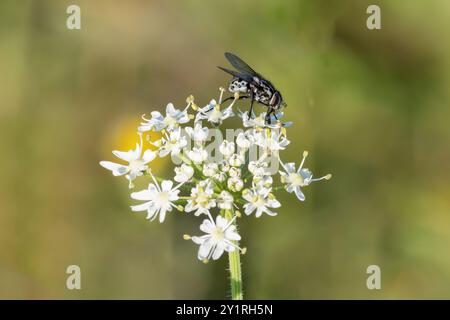 Nahaufnahme einer Schwarzen Kompostfliege, Graphomya maculata, auf der Suche nach weißer Muttersinne oder Hufweed, heracleum sphondylium, gegen verschwommenes Hintergras Stockfoto