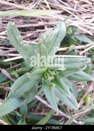 Maisgromwell (Buglossoides arvensis) Plantae Stockfoto