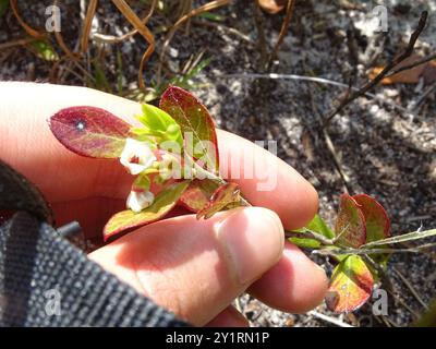 Zwerghuckleberry (Gaylussacia dumosa) Plantae Stockfoto