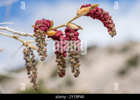 Rio Grande Cottonwood (Populus deltoides wislizeni) Plantae Stockfoto