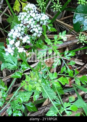 Java-Wassertropfkraut (Oenanthe javanica) Plantae Stockfoto