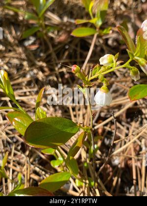 Zwerghuckleberry (Gaylussacia dumosa) Plantae Stockfoto