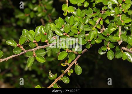 Hjelmqvist's Cotoneaster (Cotoneaster hjelmqvistii) Plantae Stockfoto