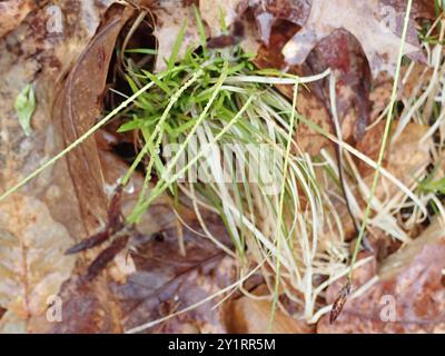 Pennsylvania Segge (Carex pensylvanica) Plantae Stockfoto