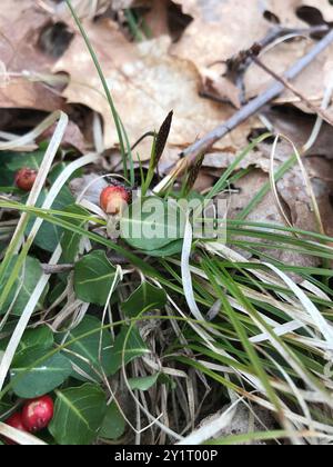 Pennsylvania Segge (Carex pensylvanica) Plantae Stockfoto